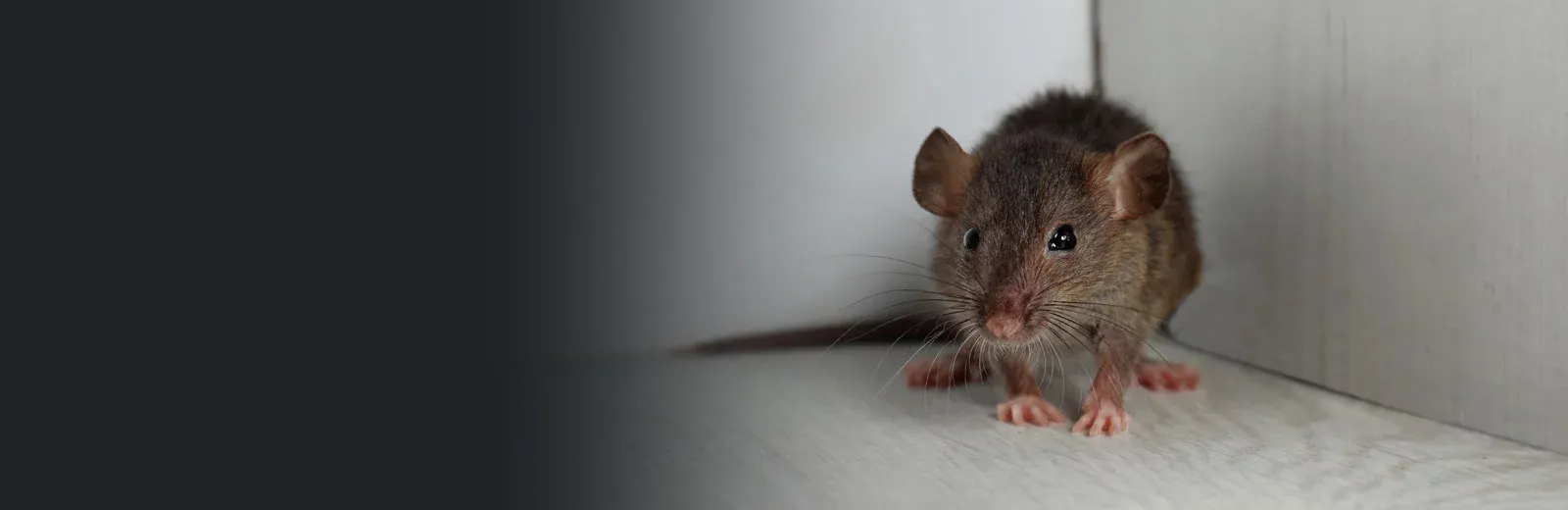 Mouse in kitchen