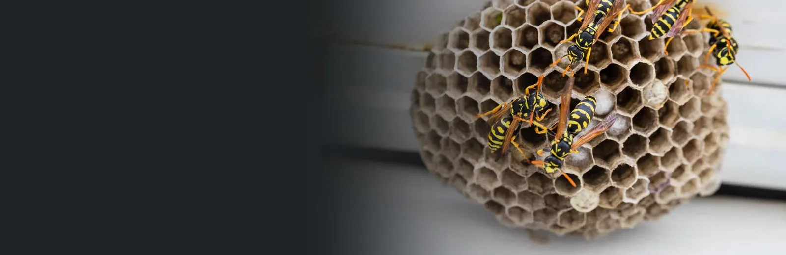 Wasp nest on house