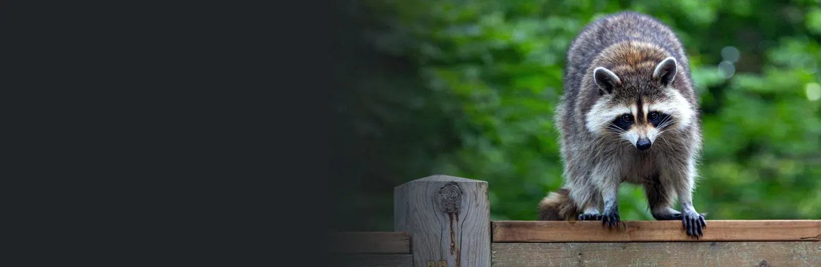 Raccoon on fence