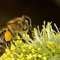 bee