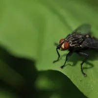 fly on a leaf