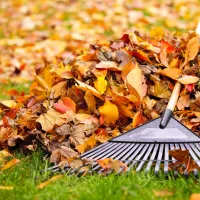 raked leaves