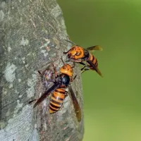 Murder Hornets