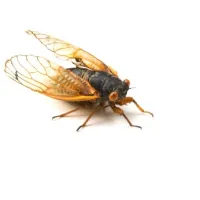 Cicadas