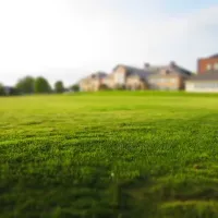 lawn