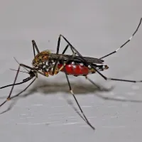 mosquito