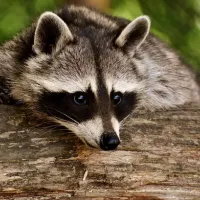 raccoon