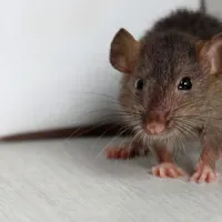 Mouse in kitchen