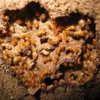 termites