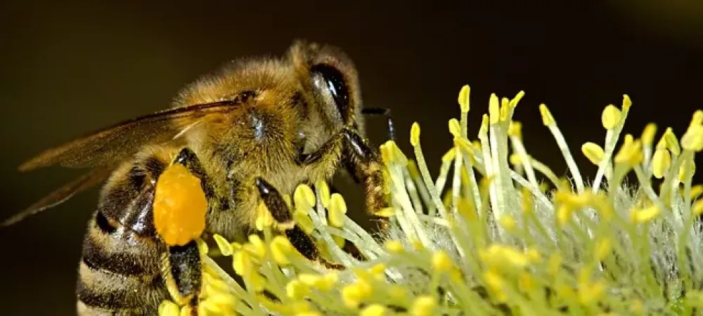 bee