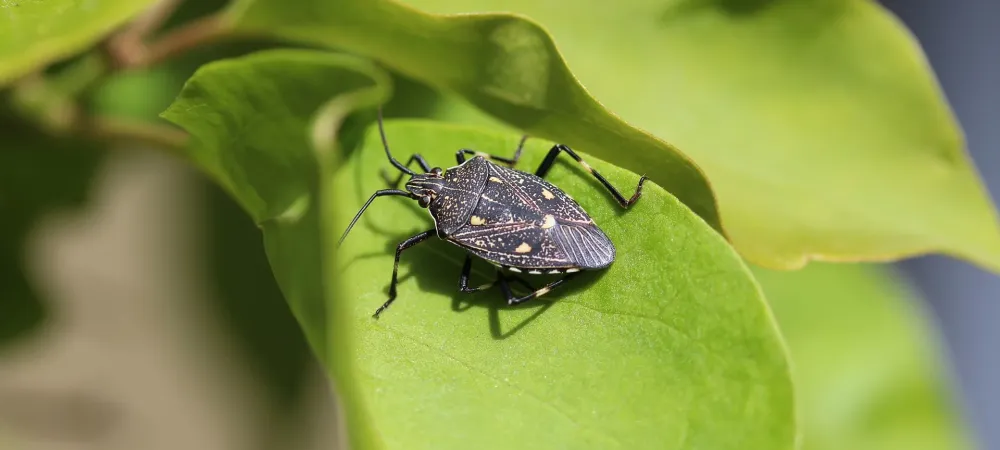 stink bug on a leaf