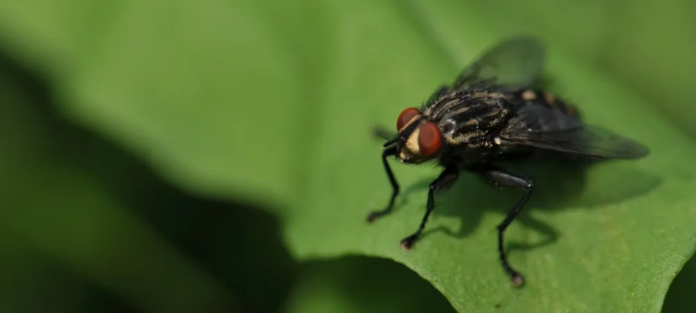 fly on a leaf