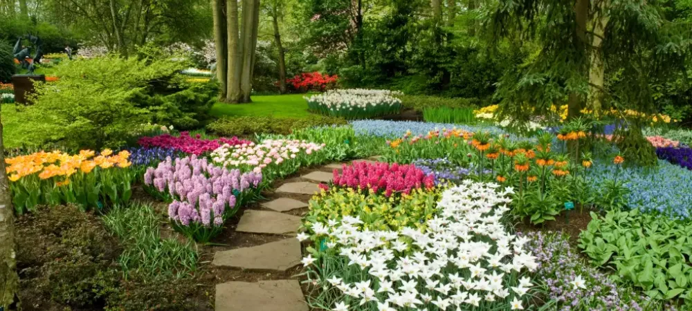 pathway surrounded by flowers