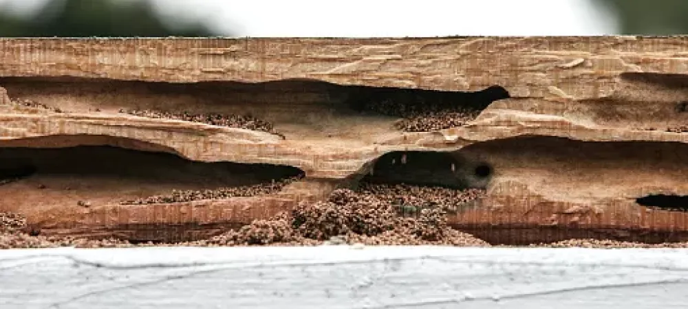 Termite Infestation