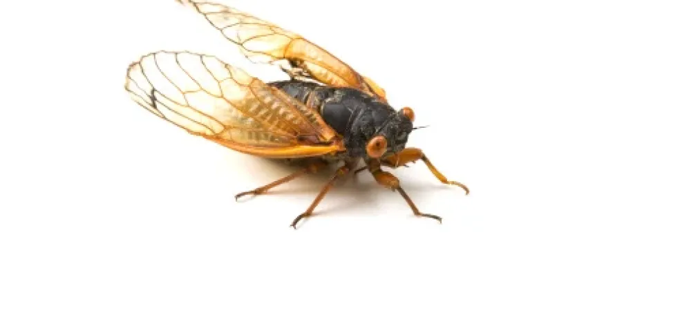 Cicadas