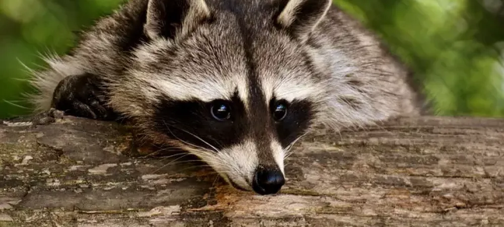 raccoon