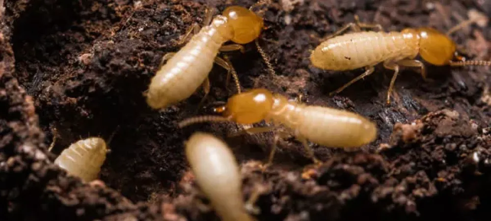 Termites on wood