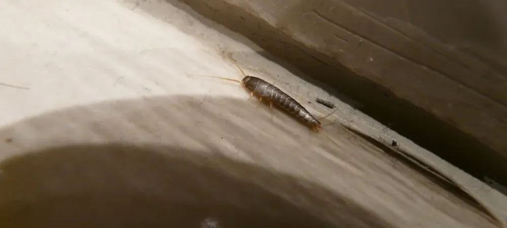 silverfish on wood