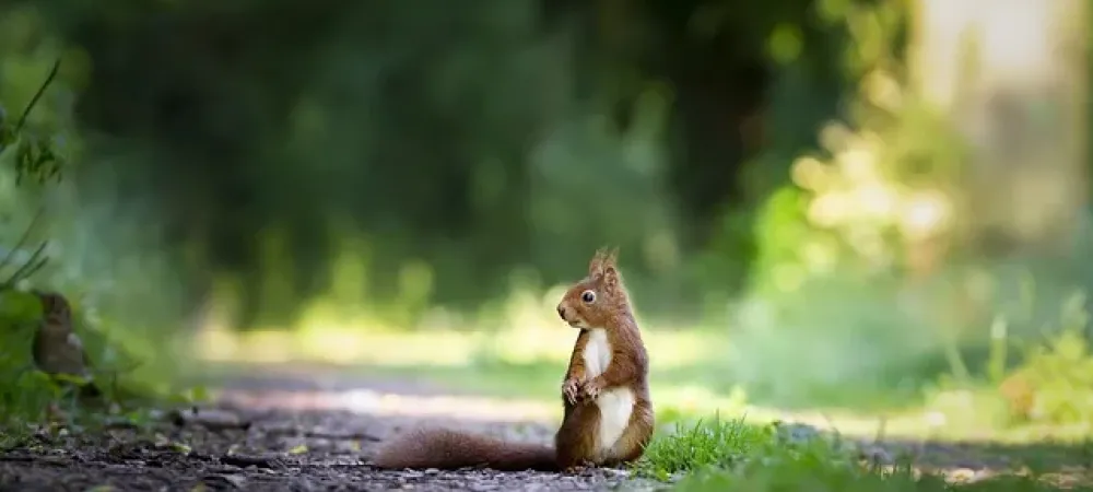 squirrel