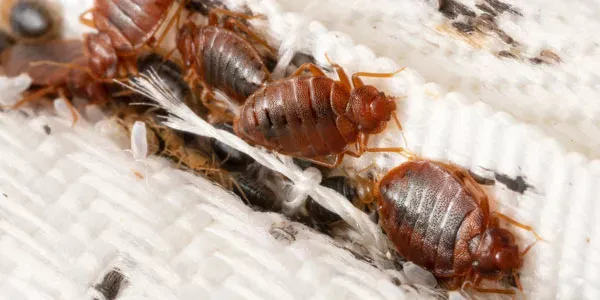 Bed bugs on mattress